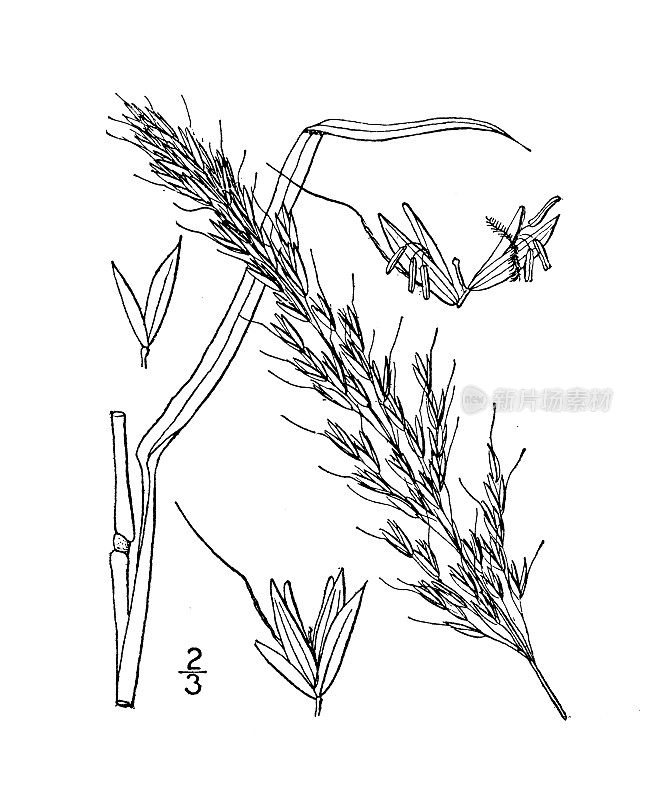 古植物学植物插图:Arrhenatherum elatius，燕麦草